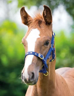 Shires Equestrian ARMA Foal Headcollar