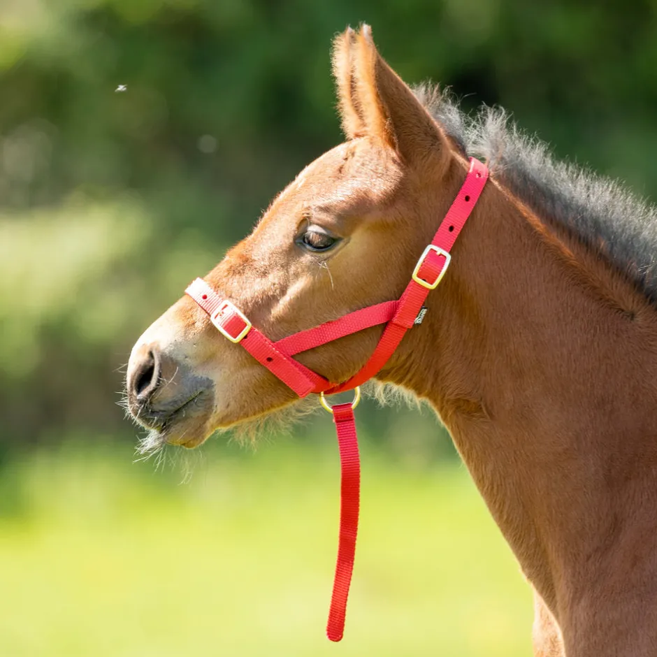 Shires Equestrian ARMA Foal Slip