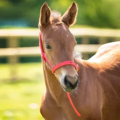 Shires Equestrian ARMA Foal Slip