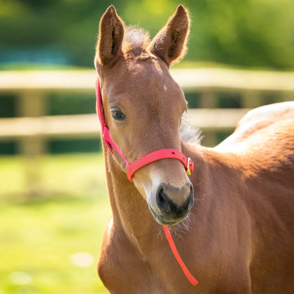 Shires Equestrian ARMA Foal Slip