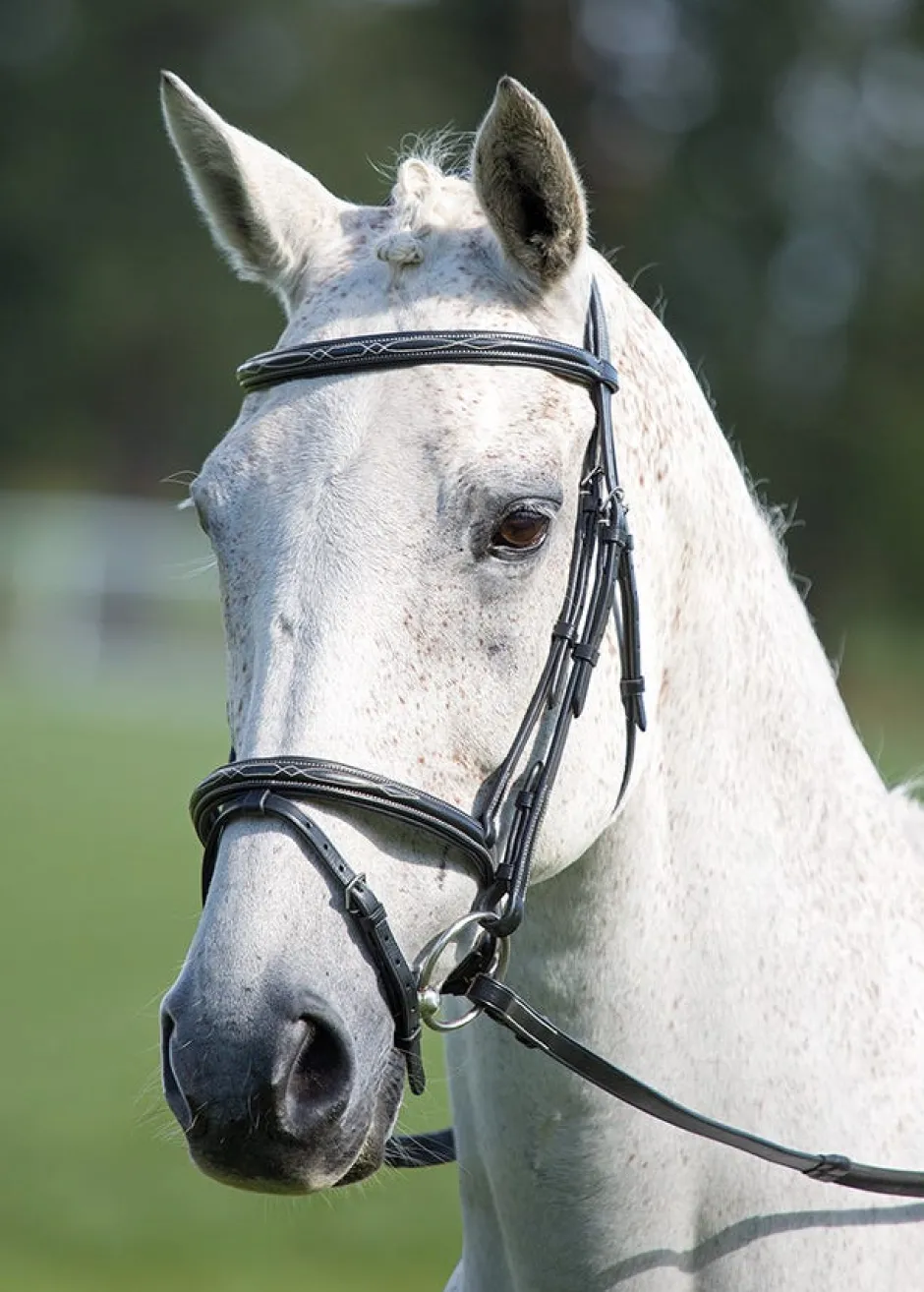 Shires Equestrian Avignon Padded Raised Flash Bridle