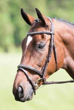 Shires Equestrian Avignon Padded Raised Flash Bridle