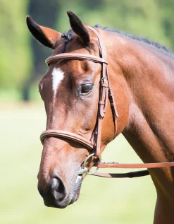 Shires Equestrian Avignon Raised Cavesson Bridle