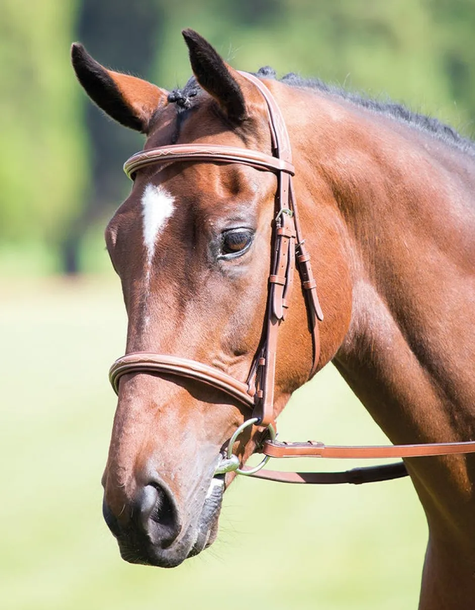 Shires Equestrian Avignon Raised Cavesson Bridle