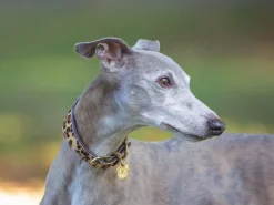 Shires Equestrian Digby & Fox Cow Hair Greyhound Collar