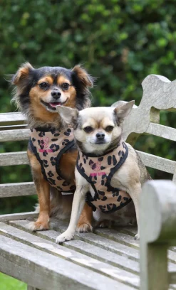 Shires Equestrian Digby & Fox Print Harness