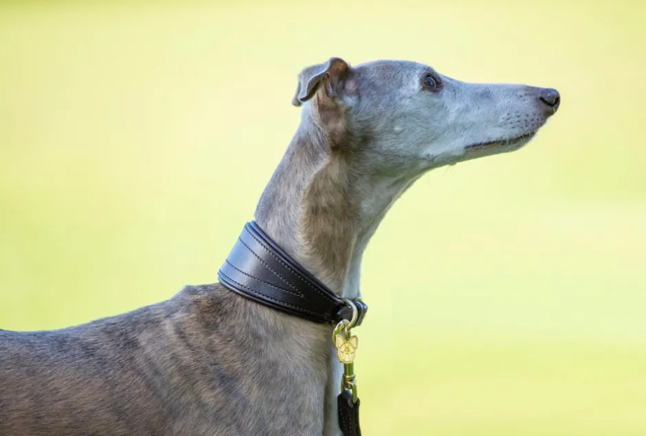 Shires Equestrian Digby & Fox Padded Greyhound Collar