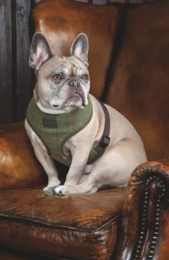 Shires Equestrian Digby & Fox Tweed Dog Harness