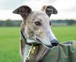 Shires Equestrian Digby & Fox Tweed Greyhound Collar