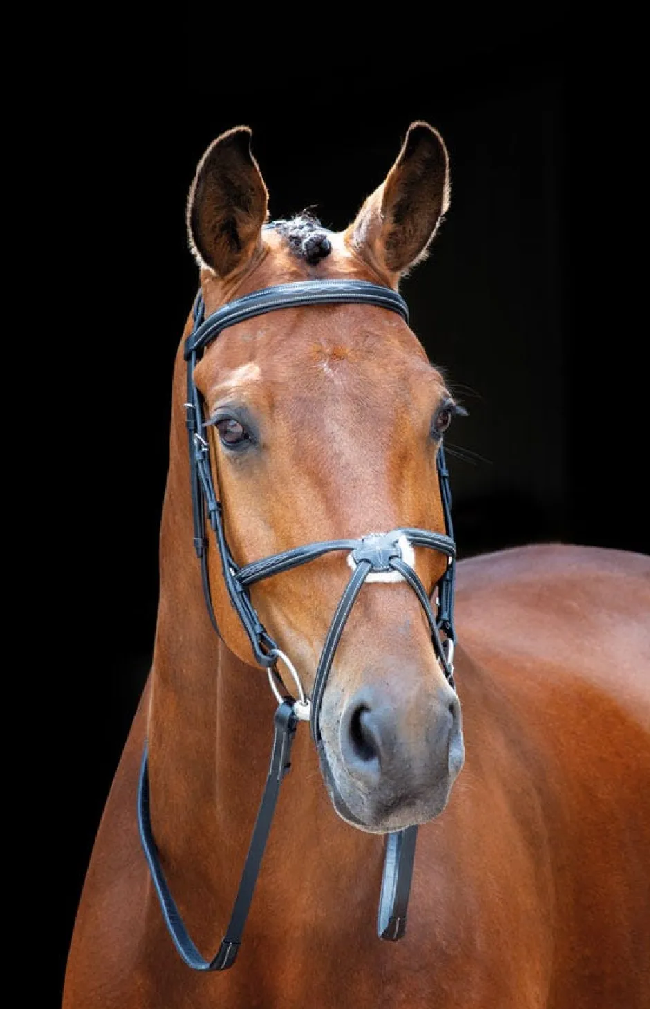 Shires Equestrian Salisbury Brackley Bridle