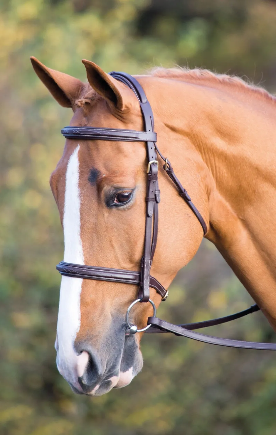 Shires Equestrian Salisbury Fairford Bridle