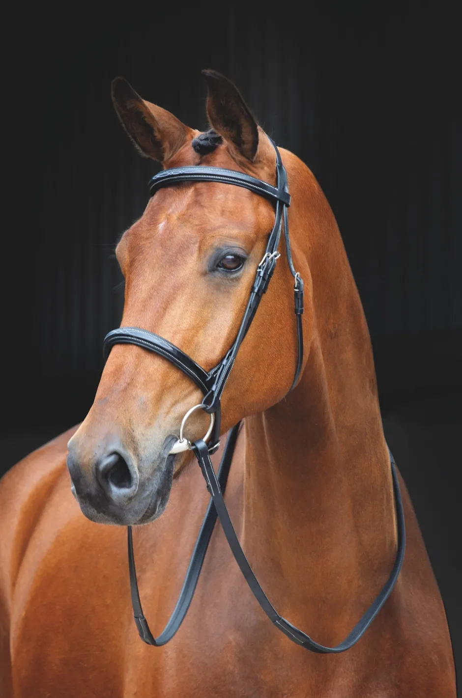 Shires Equestrian Salisbury Fairford Bridle