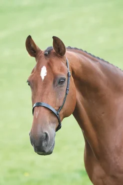 Shires Equestrian Velociti GARA Cavesson Noseband