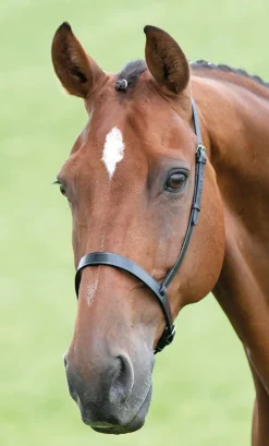 Shires Equestrian Velociti GARA Cavesson Noseband