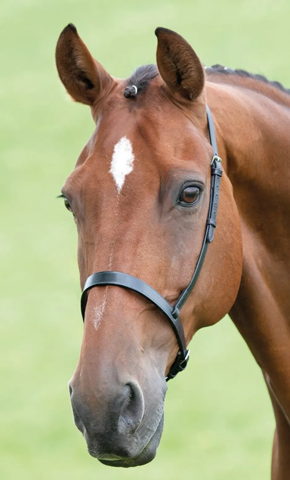 Shires Equestrian Velociti GARA Cavesson Noseband