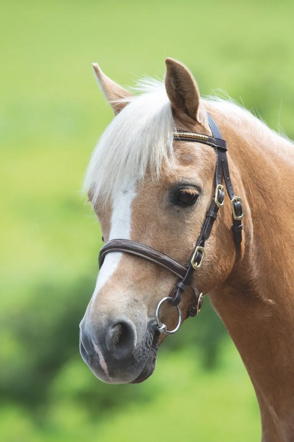 Shires Equestrian Velociti GARA Clincher Inhand Bridle