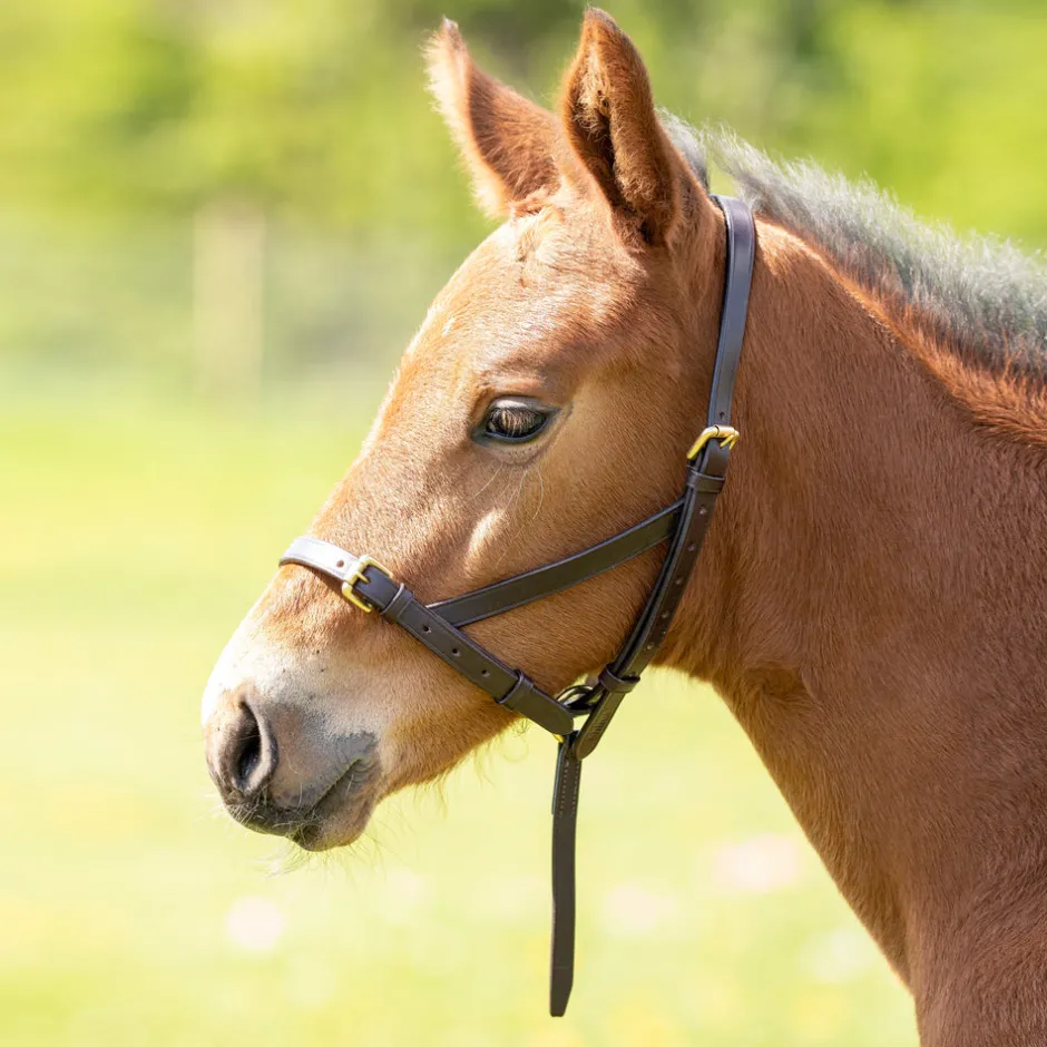 Shires Equestrian Velociti GARA Leather Foal Slip