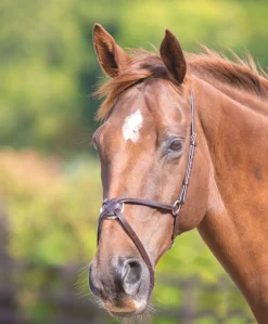 Shires Equestrian Velociti GARA Mexican Noseband