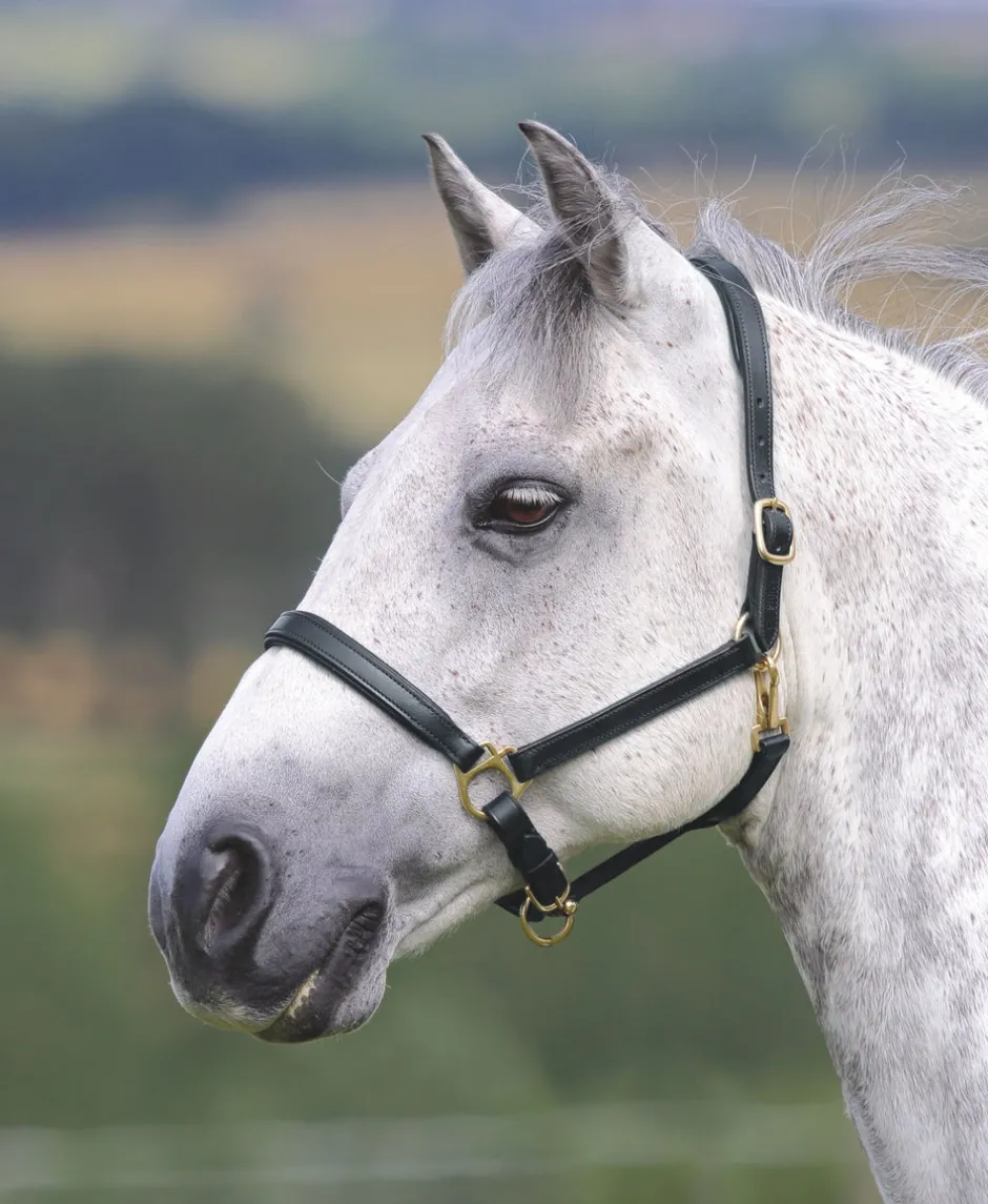 Shires Equestrian Velociti GARA Ragley Lined Leather Headcollar