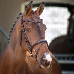 Shires Equestrian Velociti Lusso Padded Raised Flash Bridle